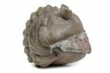 Bargain, Enrolled Fossil Asaphus Expansus Trilobite - Russia #363211-1